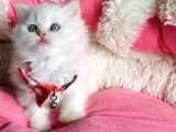 Maviş Point British Longhair Bebeklerim