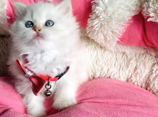 Maviş Point British Longhair Bebeklerim görsel