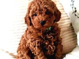ORJİNEL KAN HATTI TOY POODLE