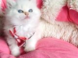 Maviş Point British Longhair Bebeklerim