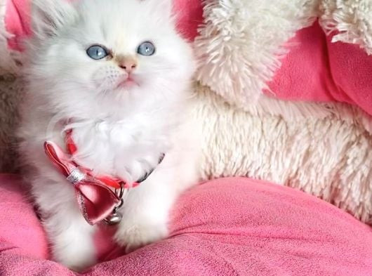 Maviş Point British Longhair Bebeklerim görsel
