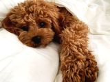 Orji̇nel Kan Hatti Toy Poodle