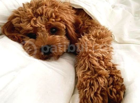 Orji̇nel Kan Hatti Toy Poodle görsel