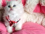 Maviş Point British Longhair Bebeklerim