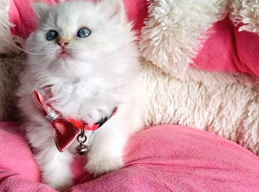Maviş Point British Longhair Bebeklerim görsel