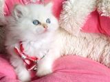 Maviş Point British Longhair Bebeklerim