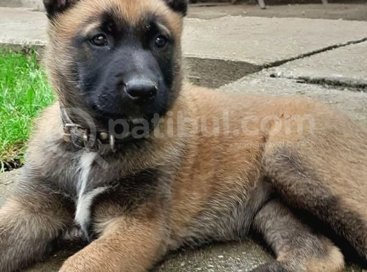 Hirstan Deli̇ye Dönen Belçi̇ka Kurtlari̇ görsel