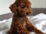 Orji̇nel Kan Hatti Toy Poodle