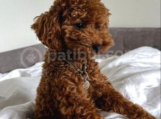 Orji̇nel Kan Hatti Toy Poodle görsel