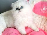 Maviş Point British Longhair Bebeklerim