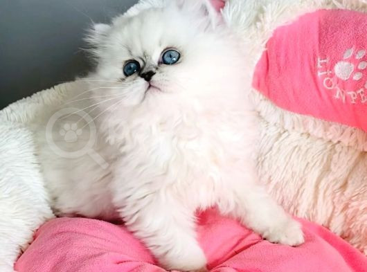 Maviş Point British Longhair Bebeklerim görsel