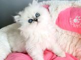Maviş Point British Longhair Bebeklerim