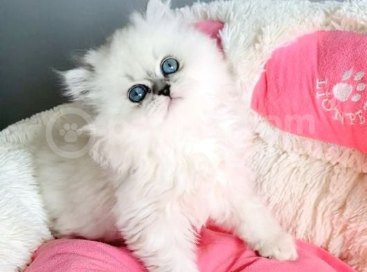 Maviş Point British Longhair Bebeklerim görsel