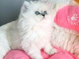 Maviş Point British Longhair Bebeklerim