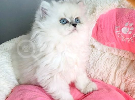 Maviş Point British Longhair Bebeklerim görsel