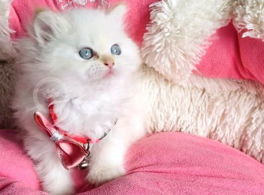 Maviş Point British Longhair Bebeklerim görsel
