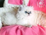 Maviş Point British Longhair Bebeklerim
