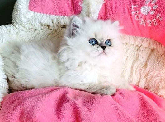 Maviş Point British Longhair Bebeklerim görsel