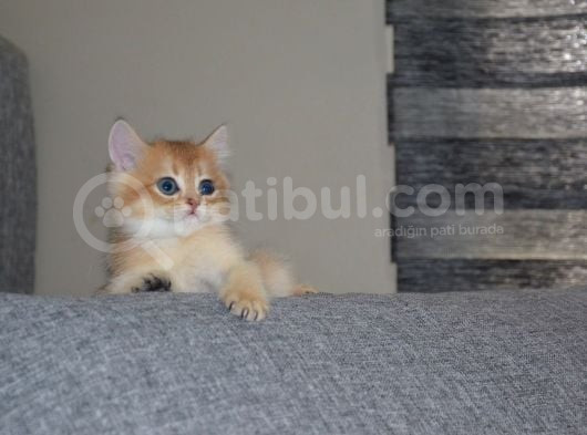 Anne Ve Baba Secereli̇ Golden Yavrular