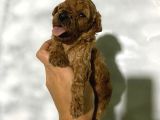 Rezerveye açık toy poodle bebeğim