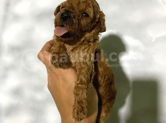 Rezerveye Açık Toy Poodle Bebeğim