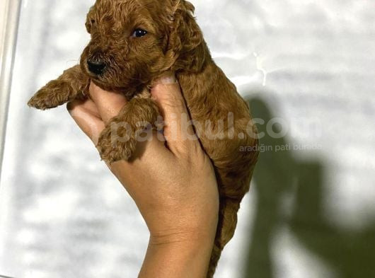 Rezerveye Açık Toy Poodle Bebeğim görsel