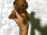 Rezerveye Açık Toy Poodle Bebeğim