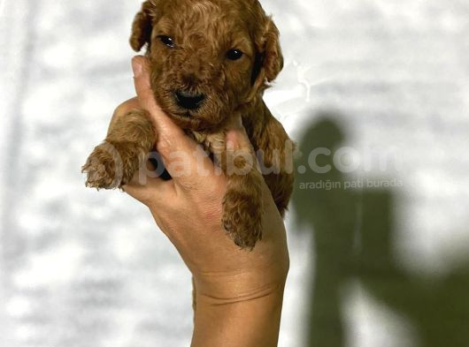 Rezerveye Açık Toy Poodle Bebeğim görsel