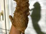 Rezerveye Açık Toy Poodle Bebeğim
