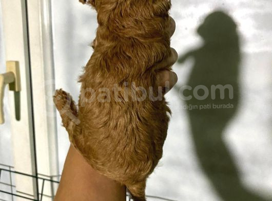 Rezerveye Açık Toy Poodle Bebeğim görsel