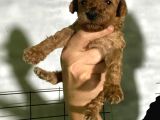 Rezerveye Açık Toy Poodle Bebeğim