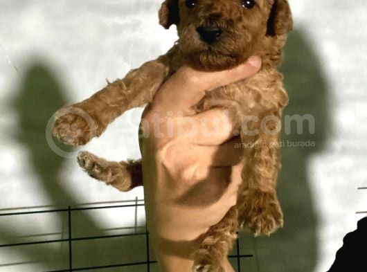 Rezerveye Açık Toy Poodle Bebeğim görsel
