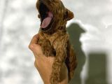 Rezerveye Açık Toy Poodle Bebeğim