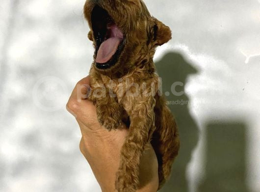 Rezerveye Açık Toy Poodle Bebeğim görsel