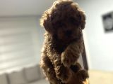 Red toy poodle Miniğim Anne Altından