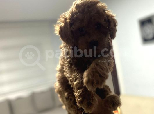 Red Toy Poodle Miniğim Anne Altından