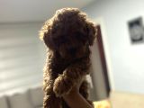 Red Toy Poodle Miniğim Anne Altından