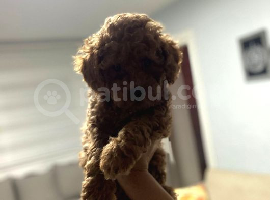 Red Toy Poodle Miniğim Anne Altından görsel