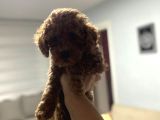 Red Toy Poodle Miniğim Anne Altından