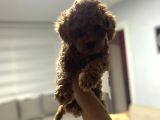 Red Toy Poodle Miniğim Anne Altından