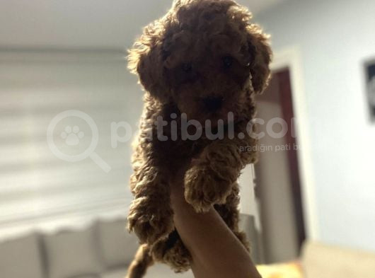 Red Toy Poodle Miniğim Anne Altından görsel