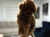 Red Toy Poodle Miniğim Anne Altından