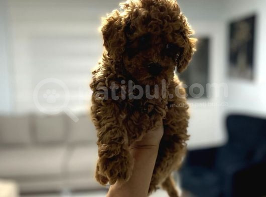 Red Toy Poodle Miniğim Anne Altından görsel