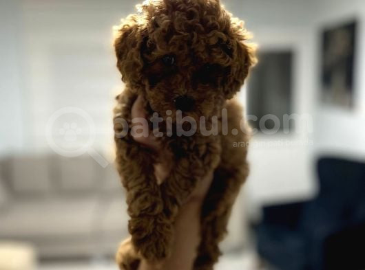 Red Toy Poodle Miniğim Anne Altından görsel