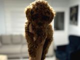 Red Toy Poodle Miniğim Anne Altından