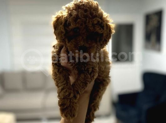 Red Toy Poodle Miniğim Anne Altından görsel