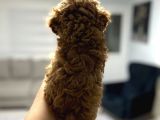 Red Toy Poodle Miniğim Anne Altından