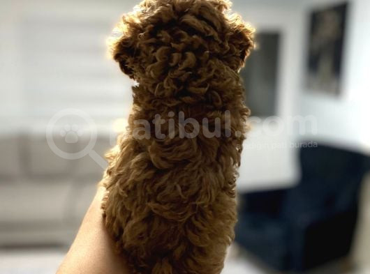 Red Toy Poodle Miniğim Anne Altından görsel
