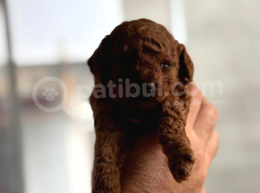 Pırıl Pırıl Minnacık Toy Boy Poodle Kuzularım