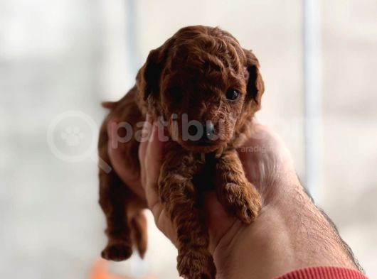 Pırıl Pırıl Minnacık Toy Boy Poodle Kuzularım görsel